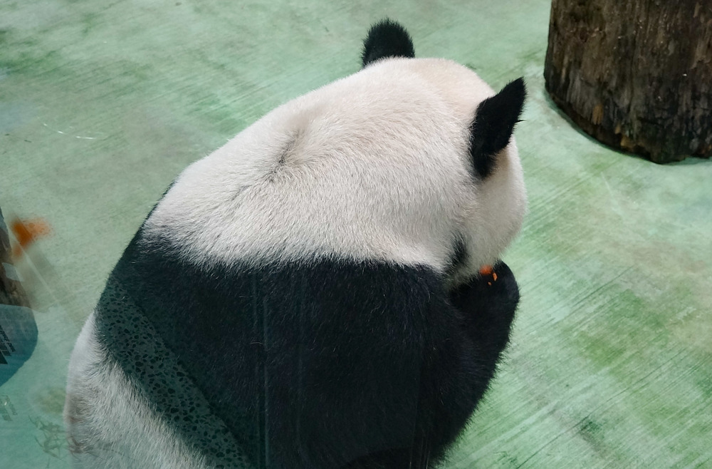 「團團」背吃。(園方提供)