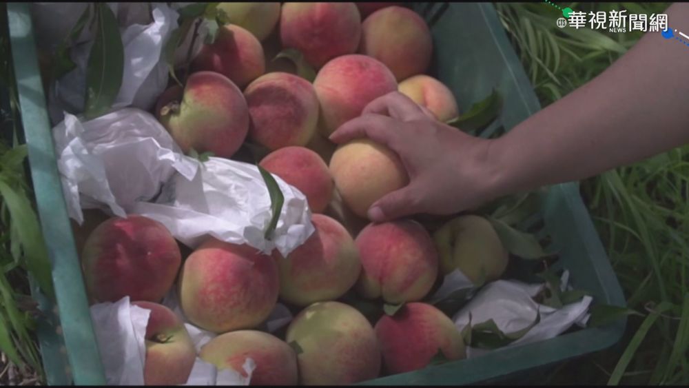 水蜜桃產季到! 武陵農場推線上團購