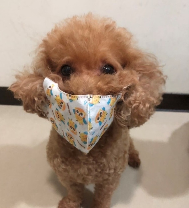 怕寵物染疫！幫戴口罩.噴酒精恐熱衰竭 酒精中毒