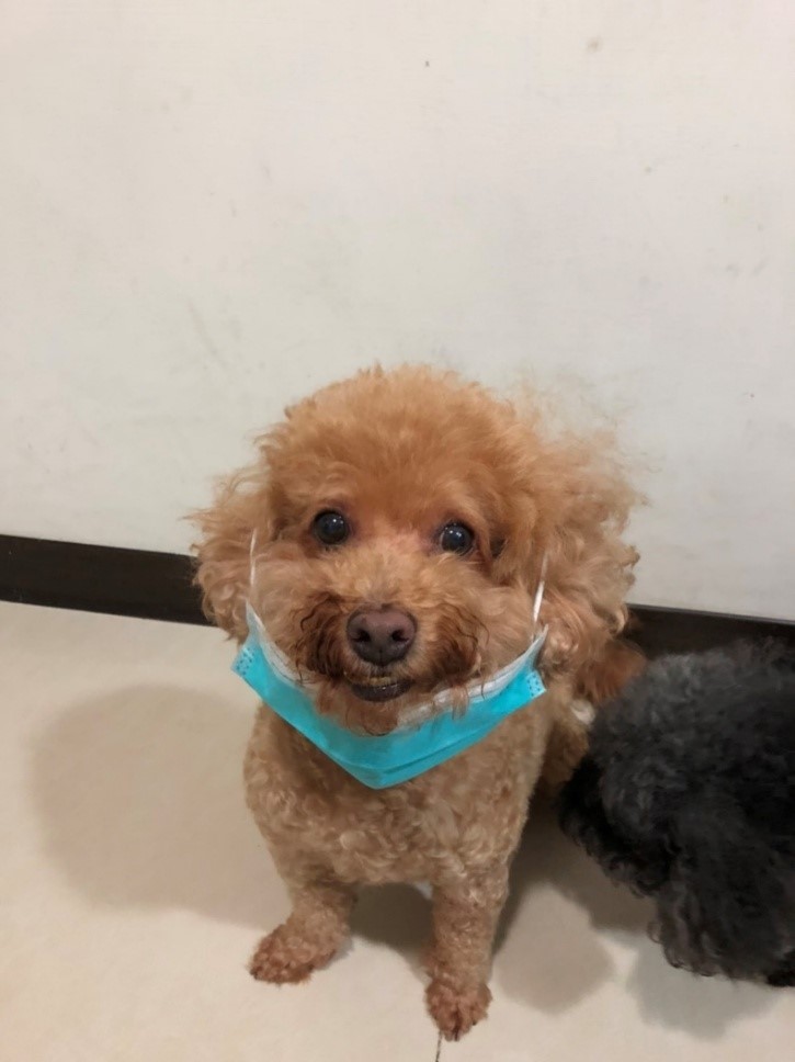 狗狗戴口罩恐導致熱衰竭 (新北市動保處提供)
