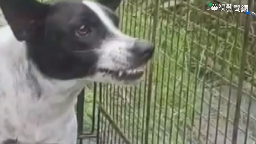 流浪狗失控狂咬 4歲女童臉頰濺血