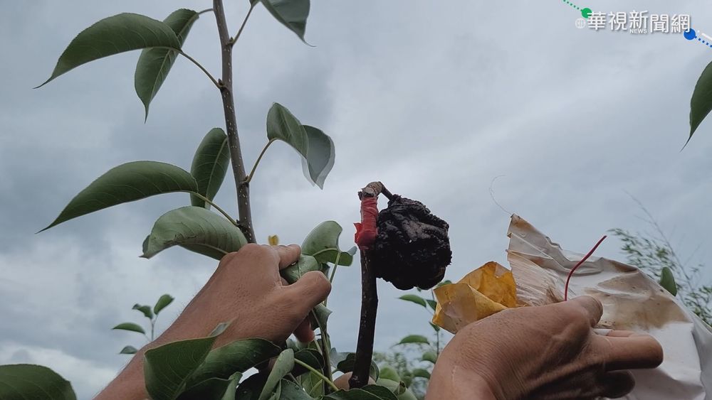 鋒面報到釀大雨 解了乾旱毀了水梨