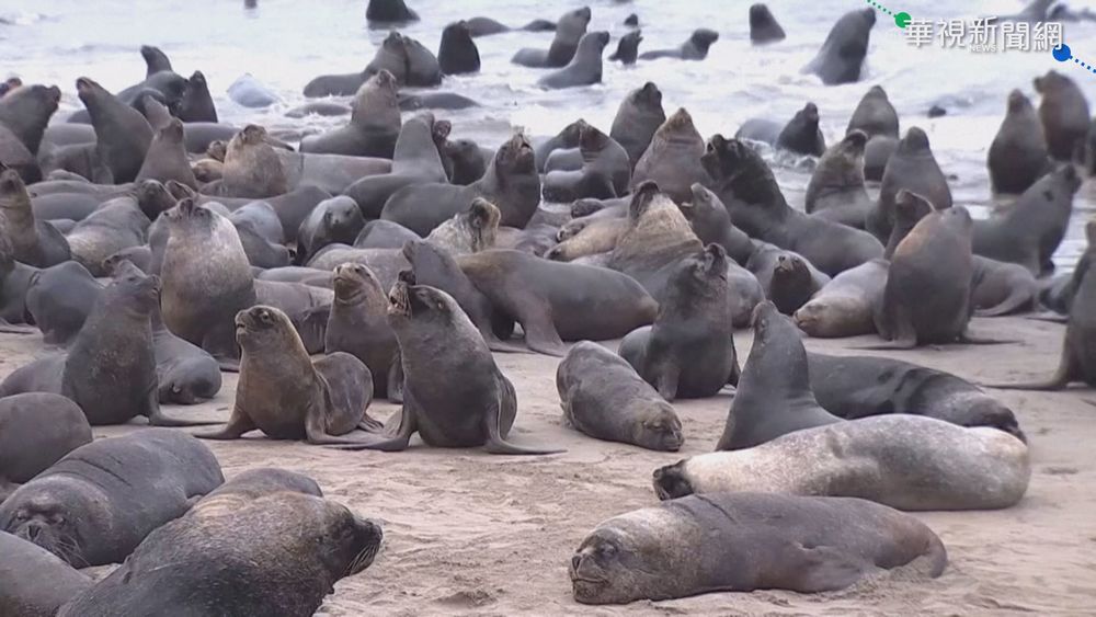 海獅大軍群聚海灘 漁民抱怨竟遭破門