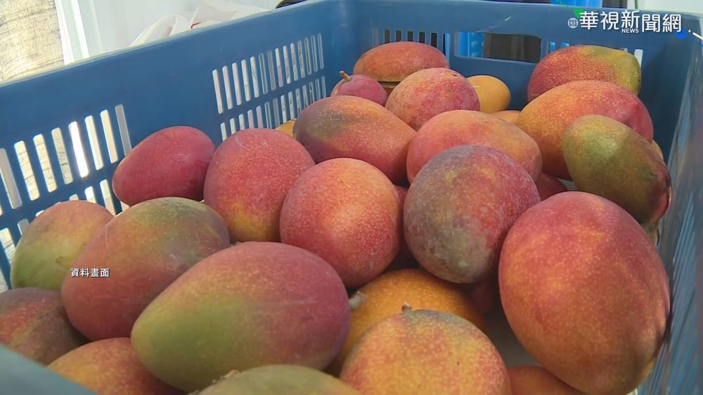 遭"印變種"汙名 枋山芒果現"退訂潮"