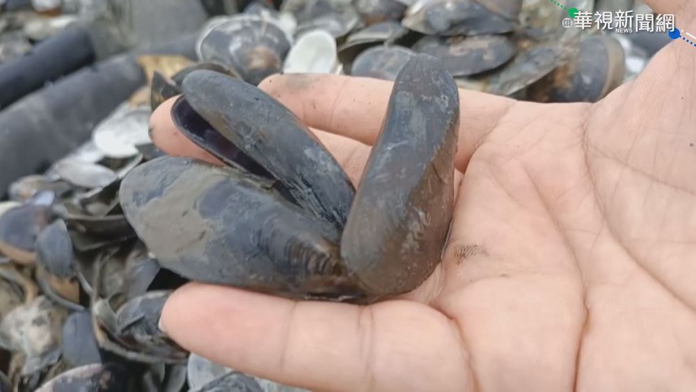 孔雀蛤入侵搶糧 台西產量大減5成