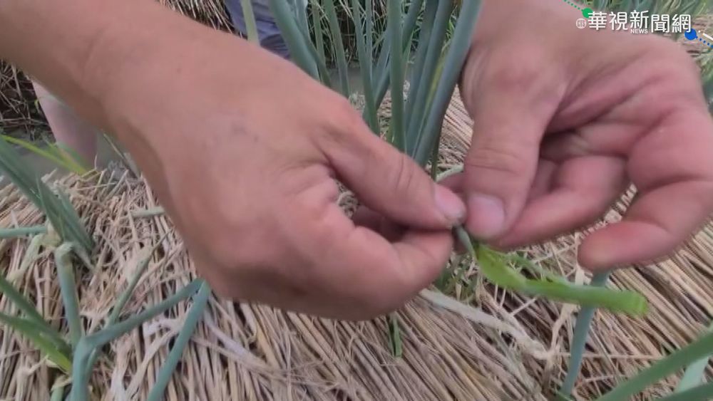 甜菜夜蛾大軍壓境 三星蔥產量拉警報