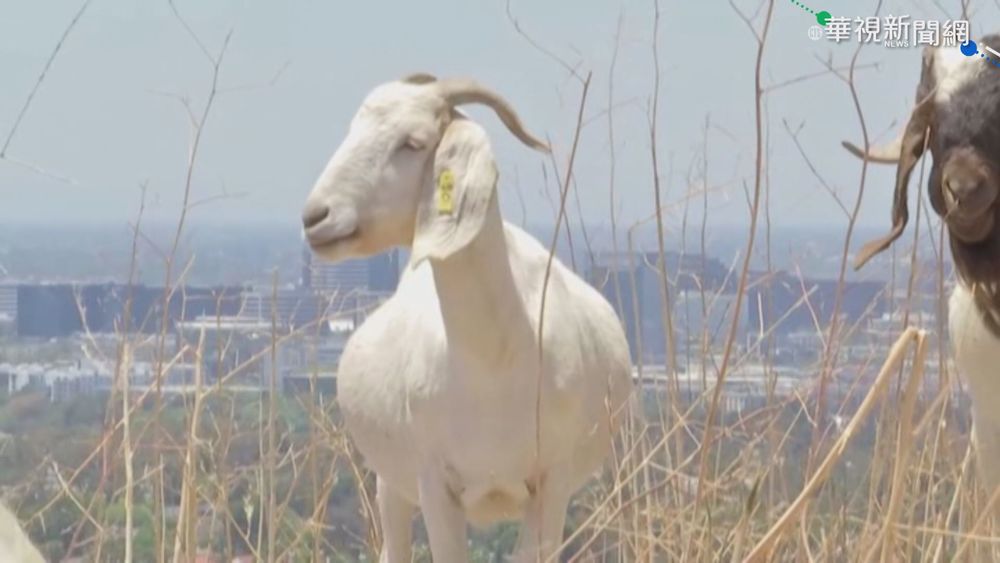防熱浪釀野火 加州派山羊吃出"防火巷"