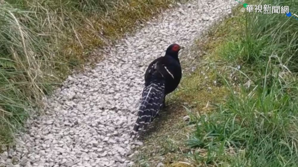 宜蘭太平山封園 野生動物紛紛"放風"