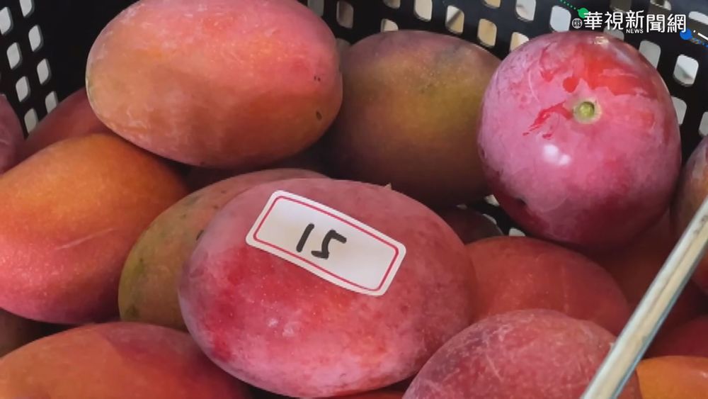 1家5口有3人遭隔離 芒果農採收不完