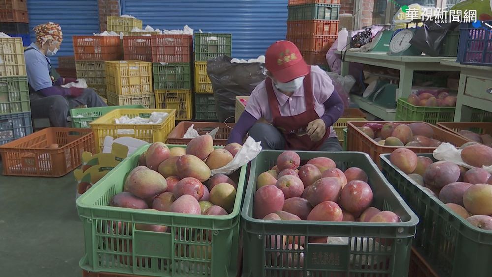 疫情襲掀退單潮 小農嘆"芒果堆滿倉庫"