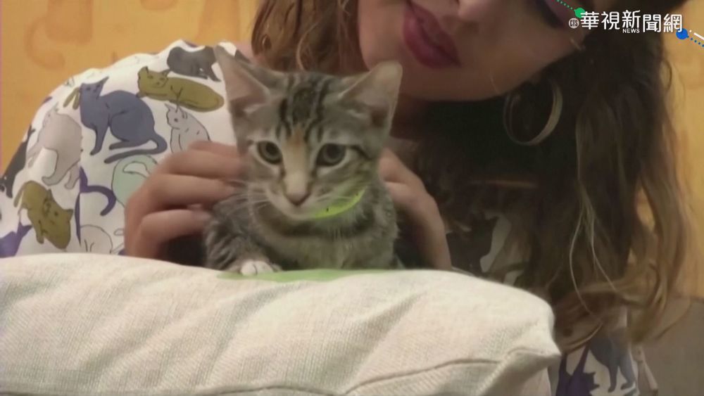 荷蘭研究:新冠確診者 傳染寵物機率高