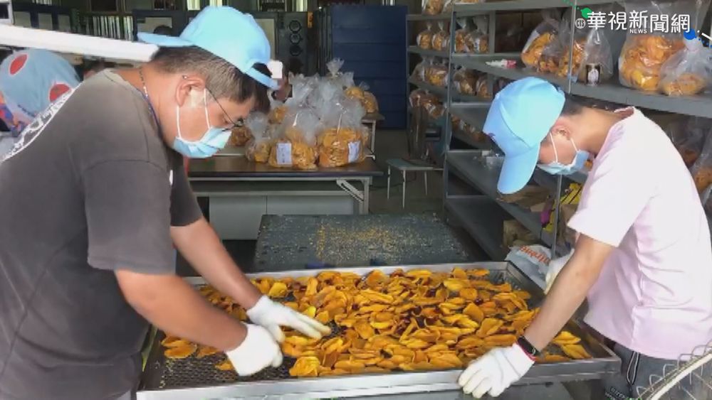 台南芒果爆量烘成乾 代烘業者賺外快