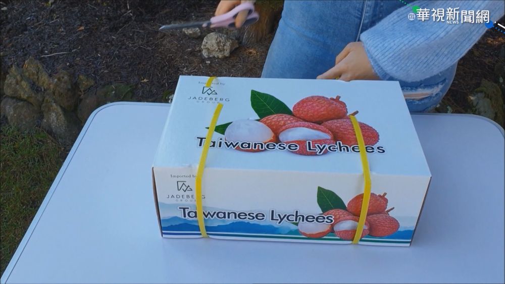 外銷拓新頁!台灣荔枝首次成功銷澳洲