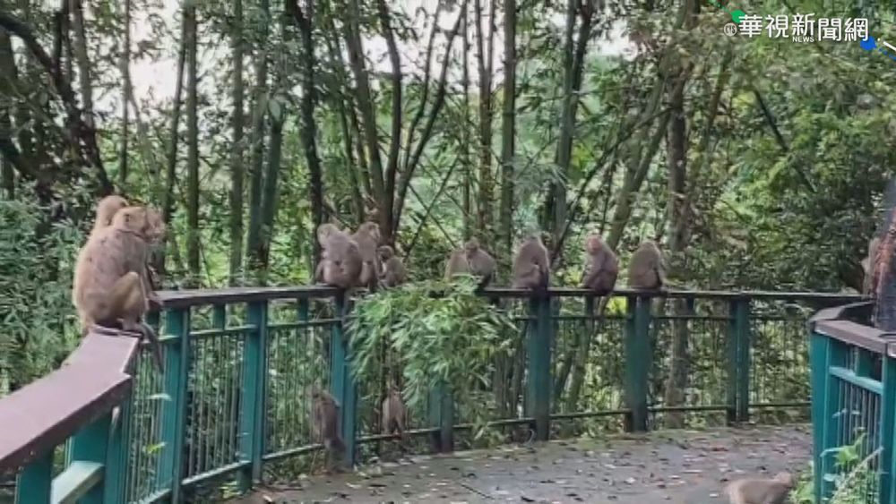 日月潭爆猴害! 獼猴盤據車道危及安全