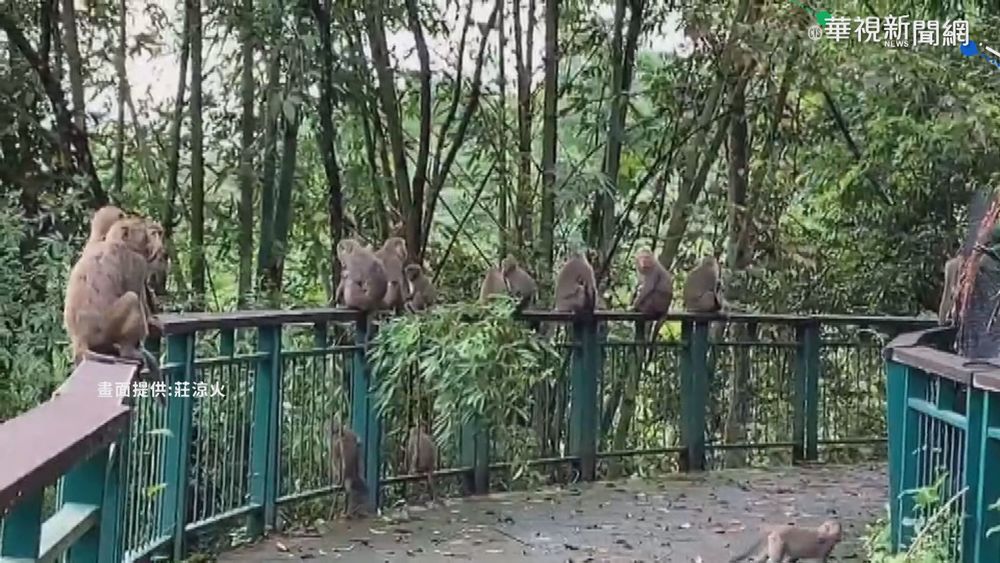 日月潭獼猴數量增 盤踞步道逛大街