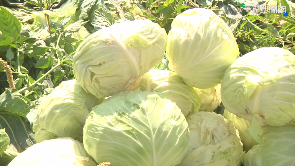 2顆高麗菜400元！他嘆「生活困難」 農糧署說話了
