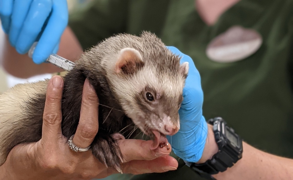 動物也打疫苗！美國動物園已讓黑熊、雪貂等接種