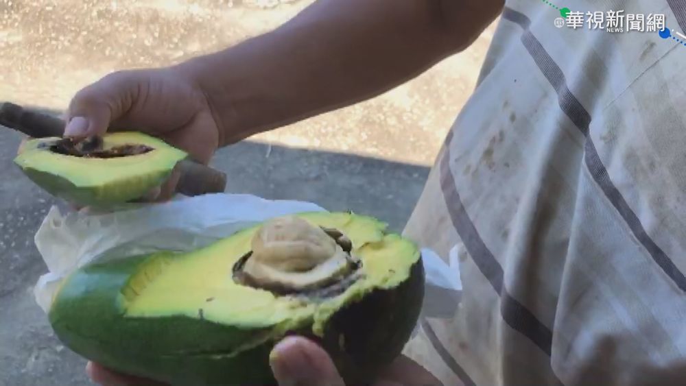 台南大內酪梨上市 農民憂疫情傷產銷