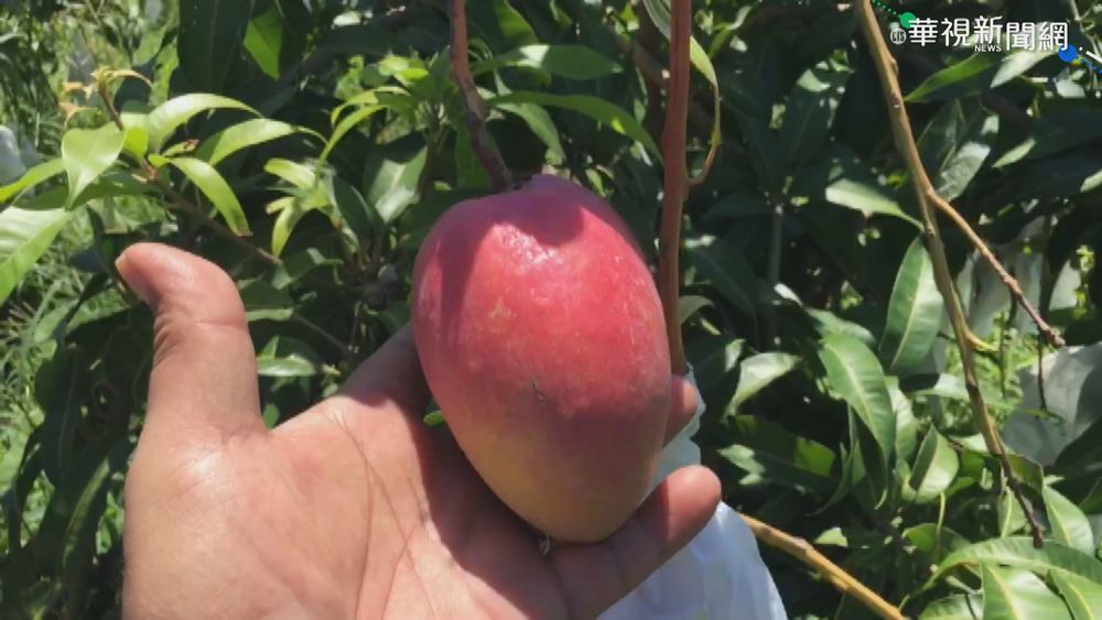 歌手桑布伊返鄉賣芒果 買氣強強滾