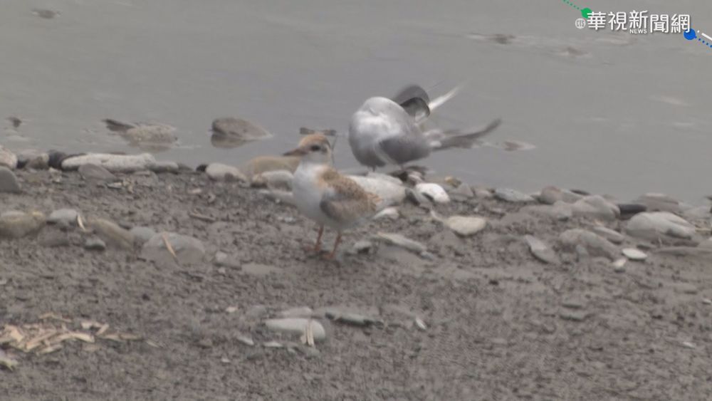 少了遊客 南澳溪口上千小燕鷗孕育雛鳥