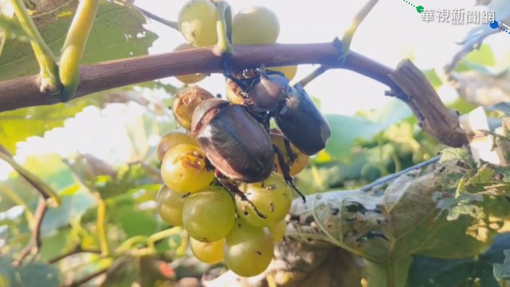獨角仙大爆發"群聚"吃葡萄 果農傻眼