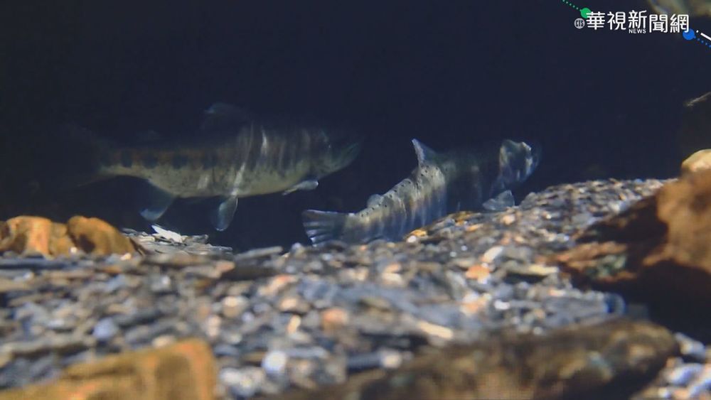 雪霸.太魯閣國家公園合作 放流國寶魚