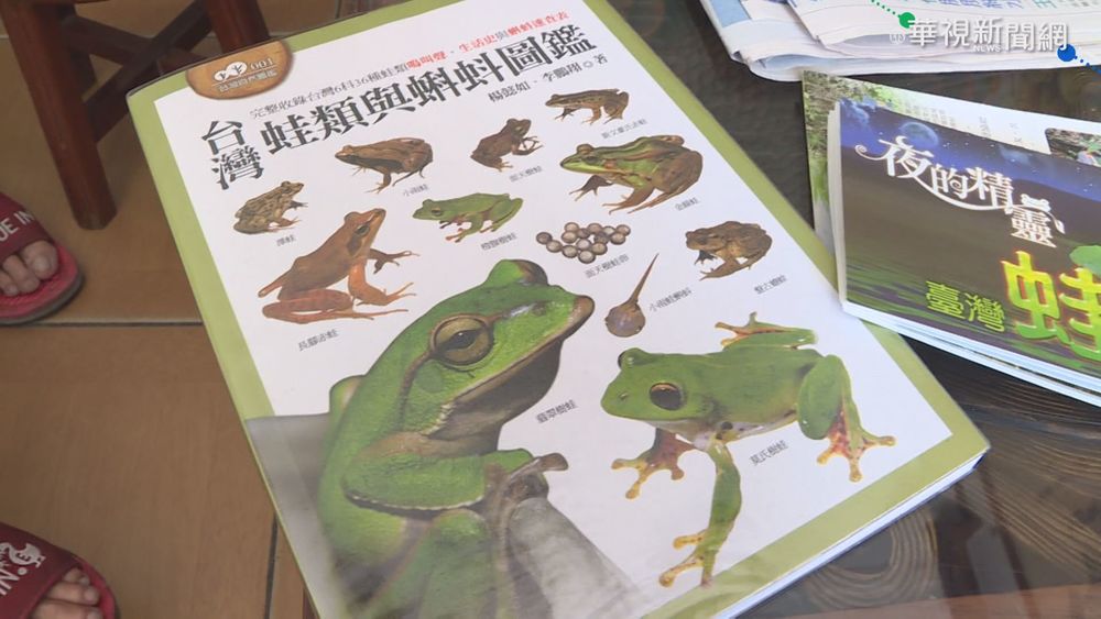 澤蛙暴增夜間齊鳴 造橋鄉居民凍未條