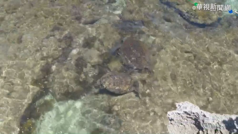 三級警戒沒遊客 小琉球805隻海龜現蹤