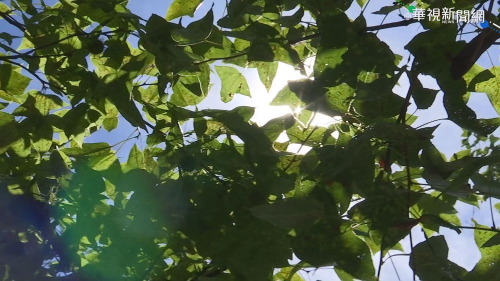 好熱! 今日"入伏" 全台進入酷暑高溫