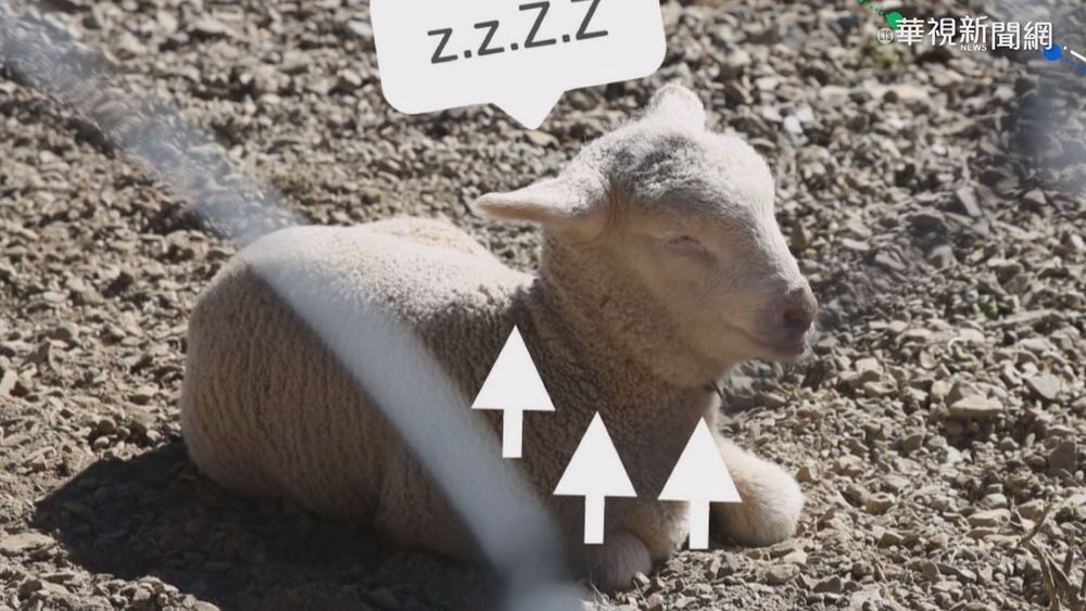 蓄髮.吃出雙下巴! 清境綿羊｢收心彩排｣