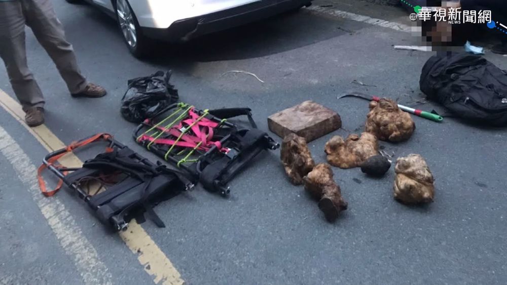 3逃逸移工盜伐紅檜扁柏 通通抓起來