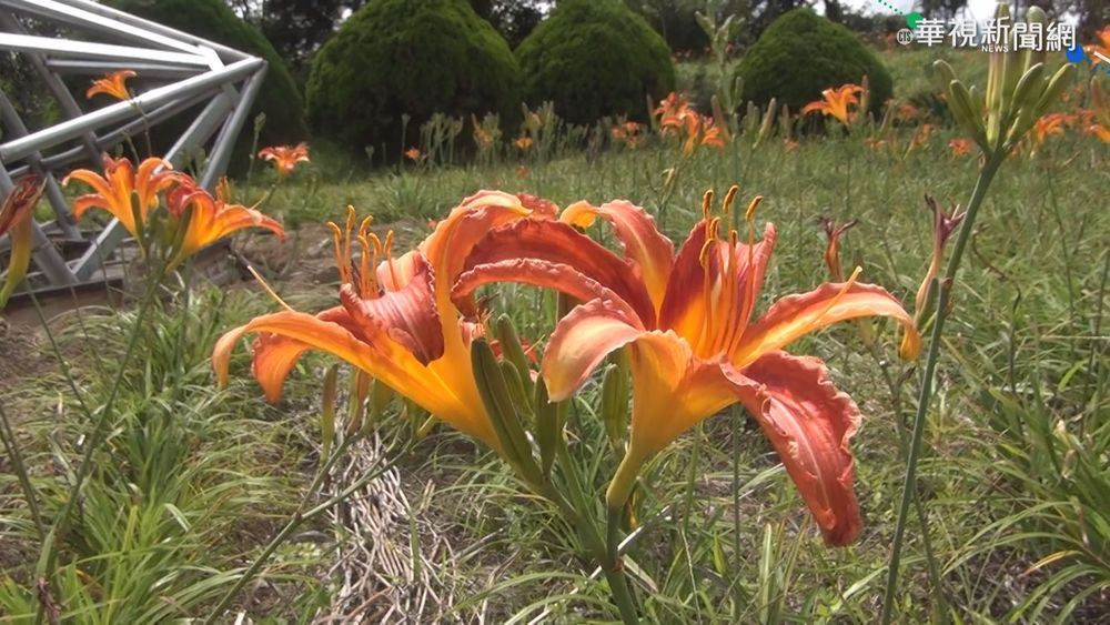 八月金針花季來臨 農友憂解封群聚