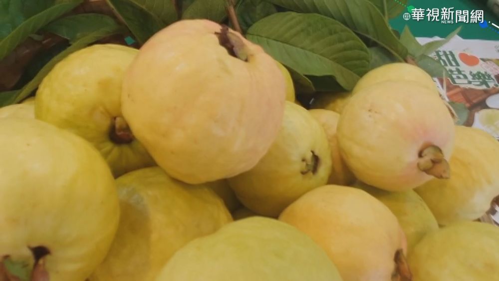 ｢吃軟不吃硬｣ 宜蘭甜心芭樂受長輩喜愛