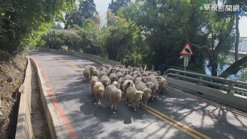 久沒上班明開工 清境羊咩咩集體迷路