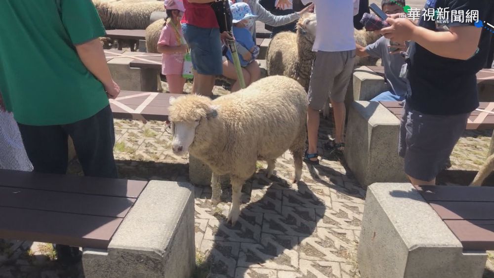 清境綿羊秀登場 遊客上山搶看羊咩咩