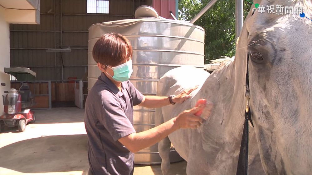 三級警戒不出門 民眾養白馬細心照顧