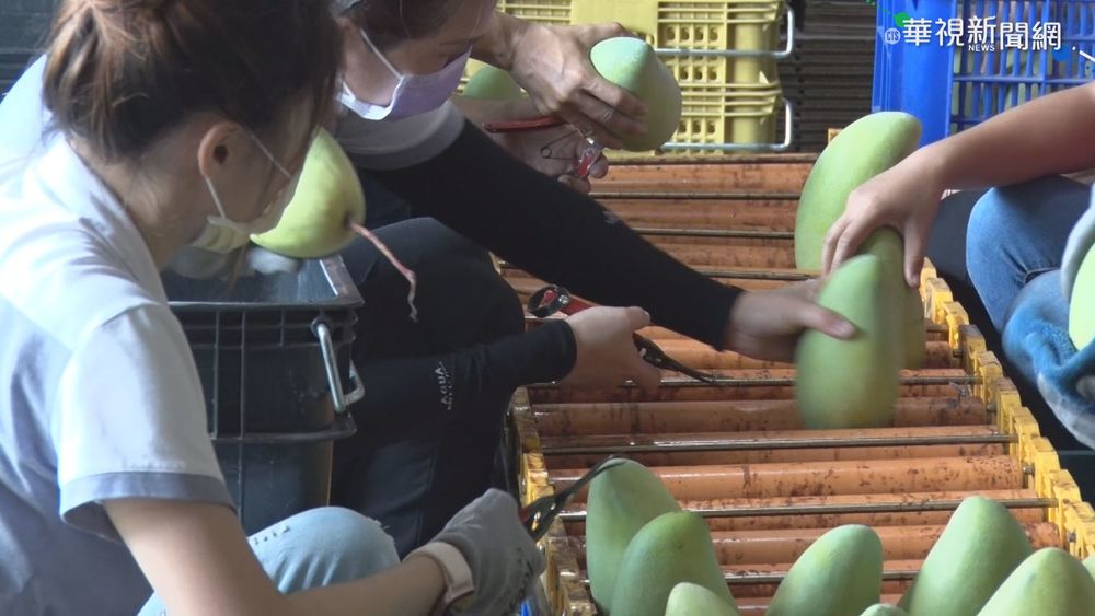 疫情衝擊 金煌芒果盛產 外銷量減近2成