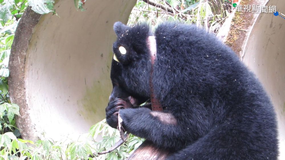 廣原小熊回歸山林1年 解除追蹤頸圈