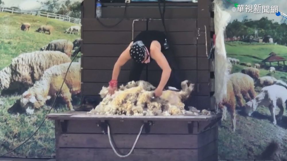 迎微解封週末 200人衝清境農場看綿羊