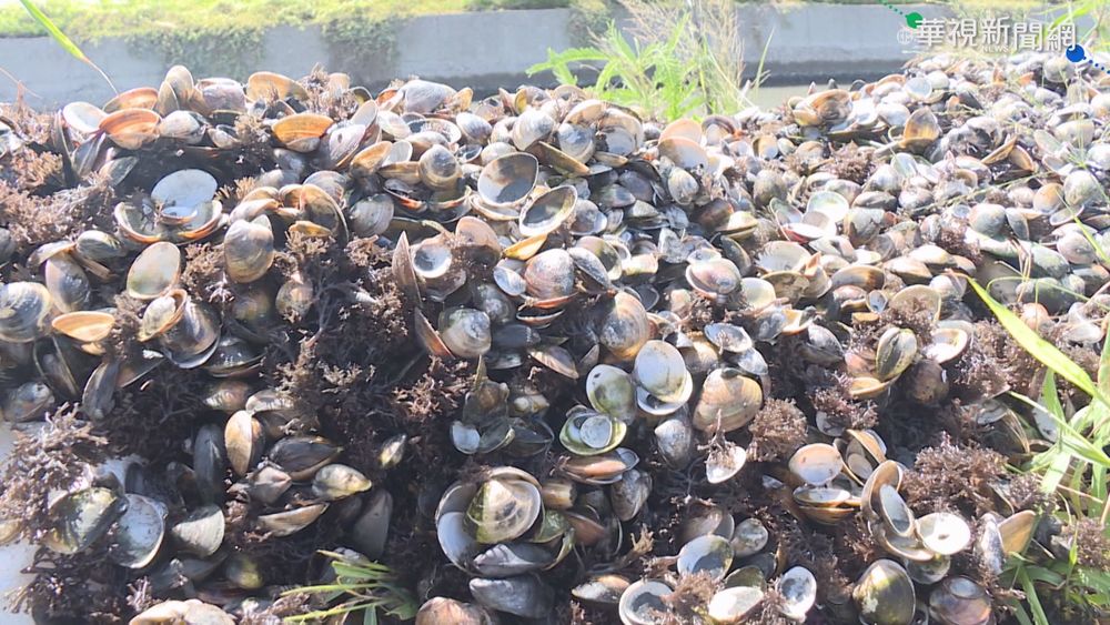 孔雀蛤入侵+天候 台西文蛤收成剩1成