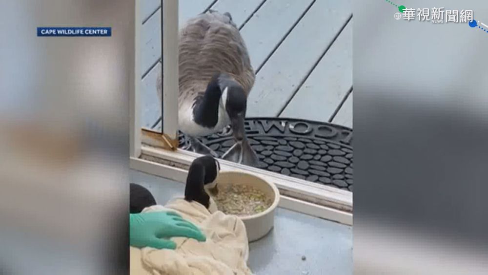 真"鶼鰈情深" 公雁手術母雁焦急守候