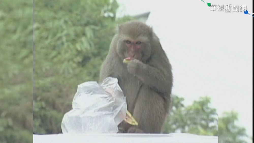 致命「猴B病毒」! 北京獸醫解剖染病亡