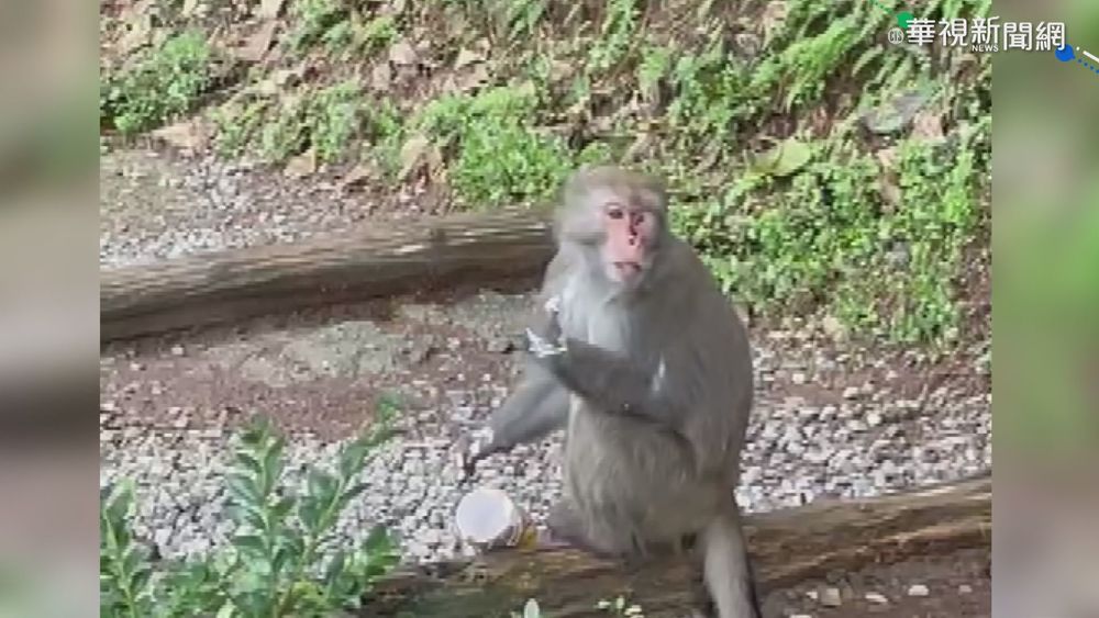 油漆當冰淇淋? 溪頭獼猴搶食"嚇傻"