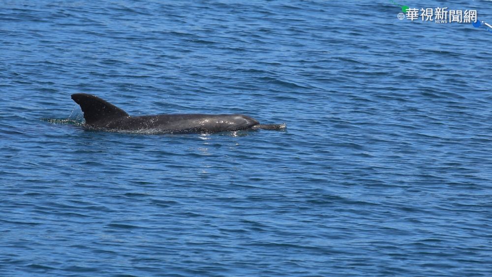 烟花颱風逼近台灣 賞鯨船停航防颱