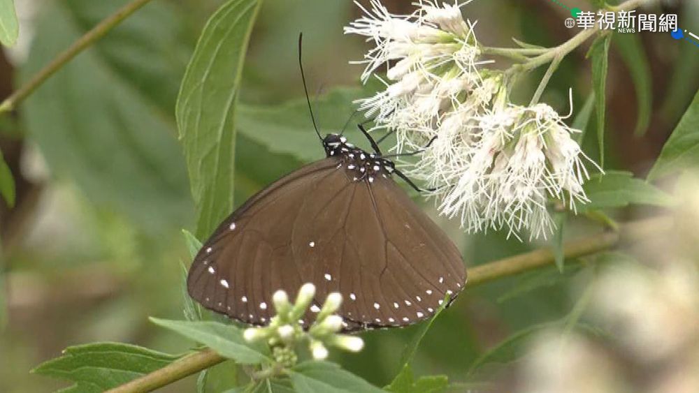 三級警戒遊客減少 紫斑蝶現身台東