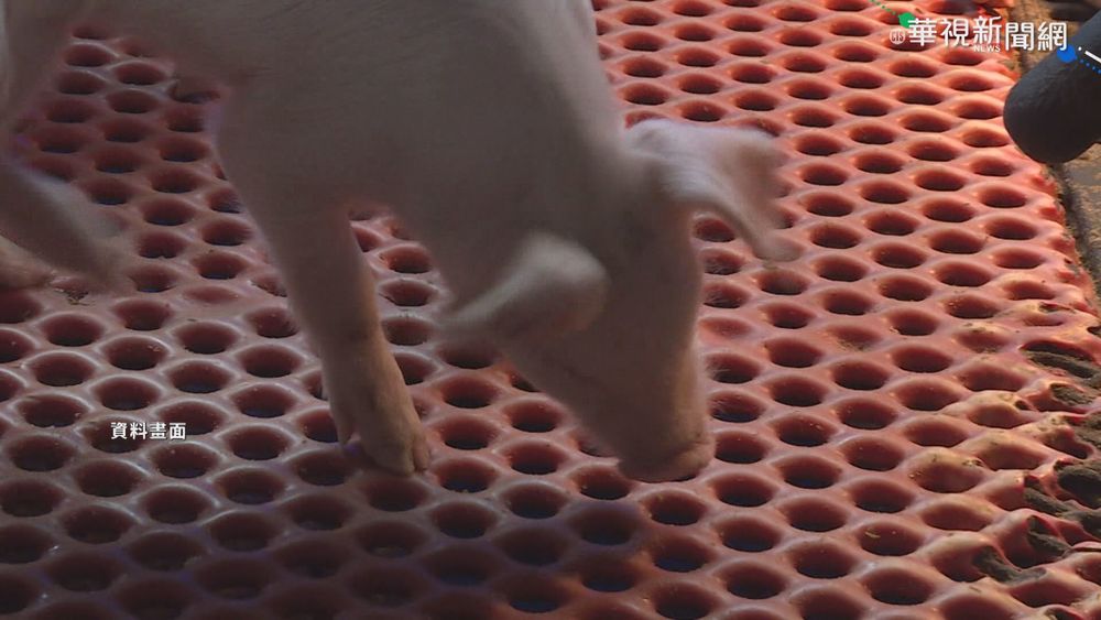 中現新非洲豬瘟病毒株 潛伏長.難控制