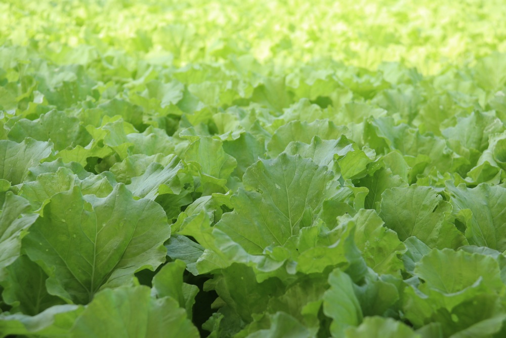 中颱烟花還沒來菜價先漲！農糧署：供應穩定無須搶購