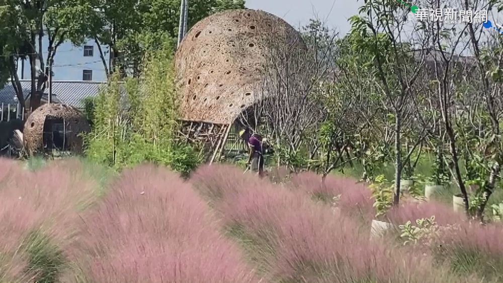 粉紅愛情草盛開 打卡熱點盼八月開園