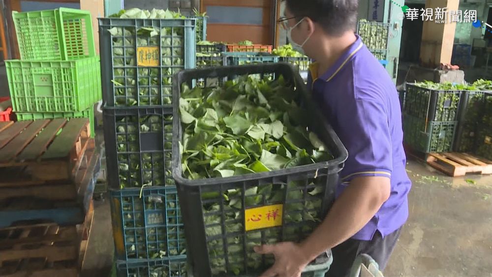 烟花颱風進逼 高雄梓官葉菜趕搶收
