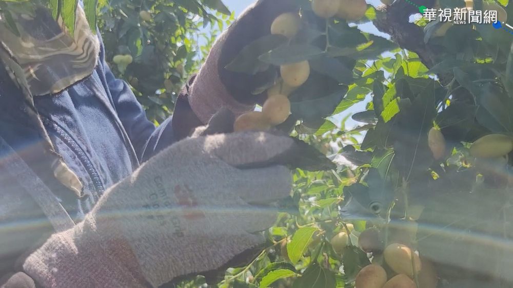 颱風逼近! 苗栗紅棗搶收卻遇大缺工